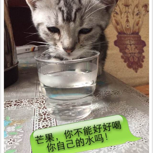 圣文森特学院学位证办理